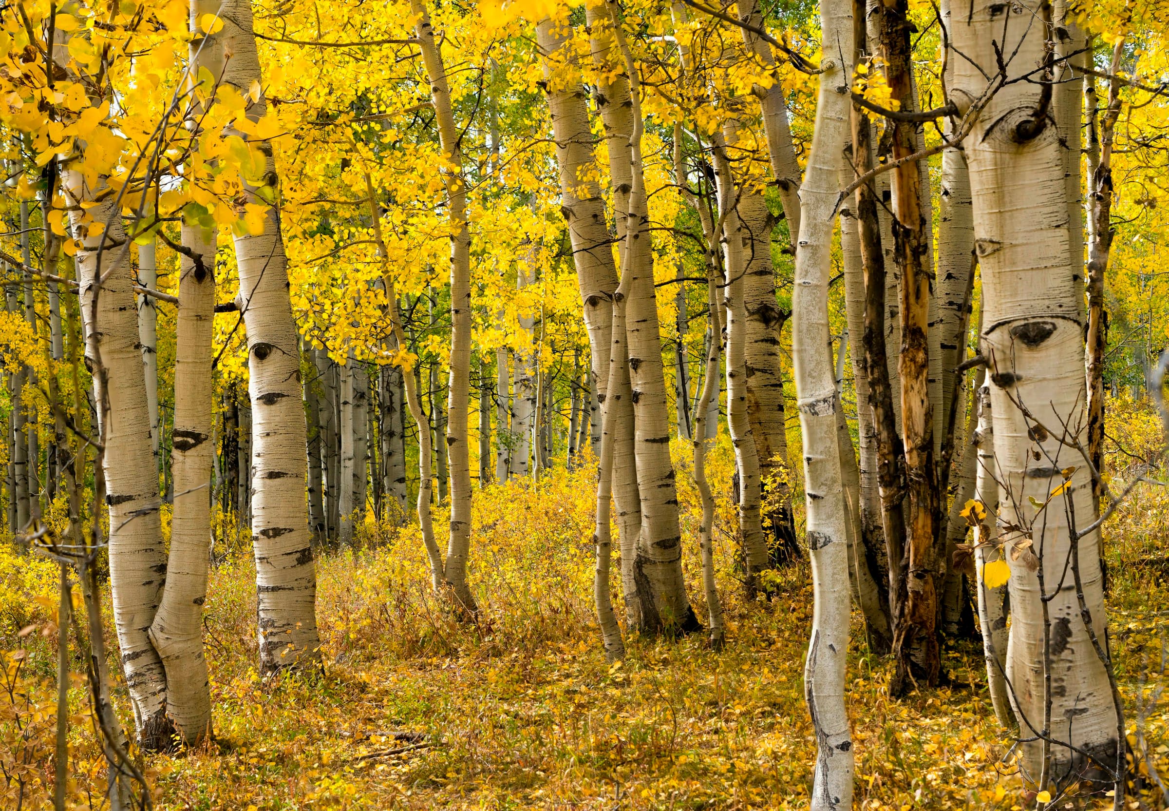 pale aspen trunks against saturated yellow leaves