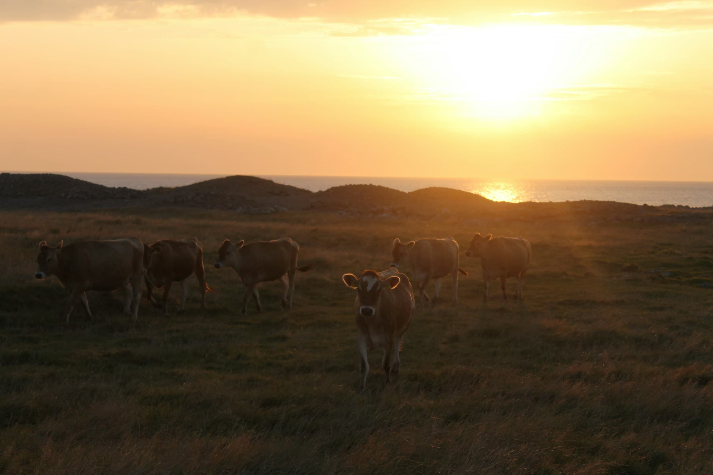a loose herd across dry pasture under a bank of gold sunset cloud