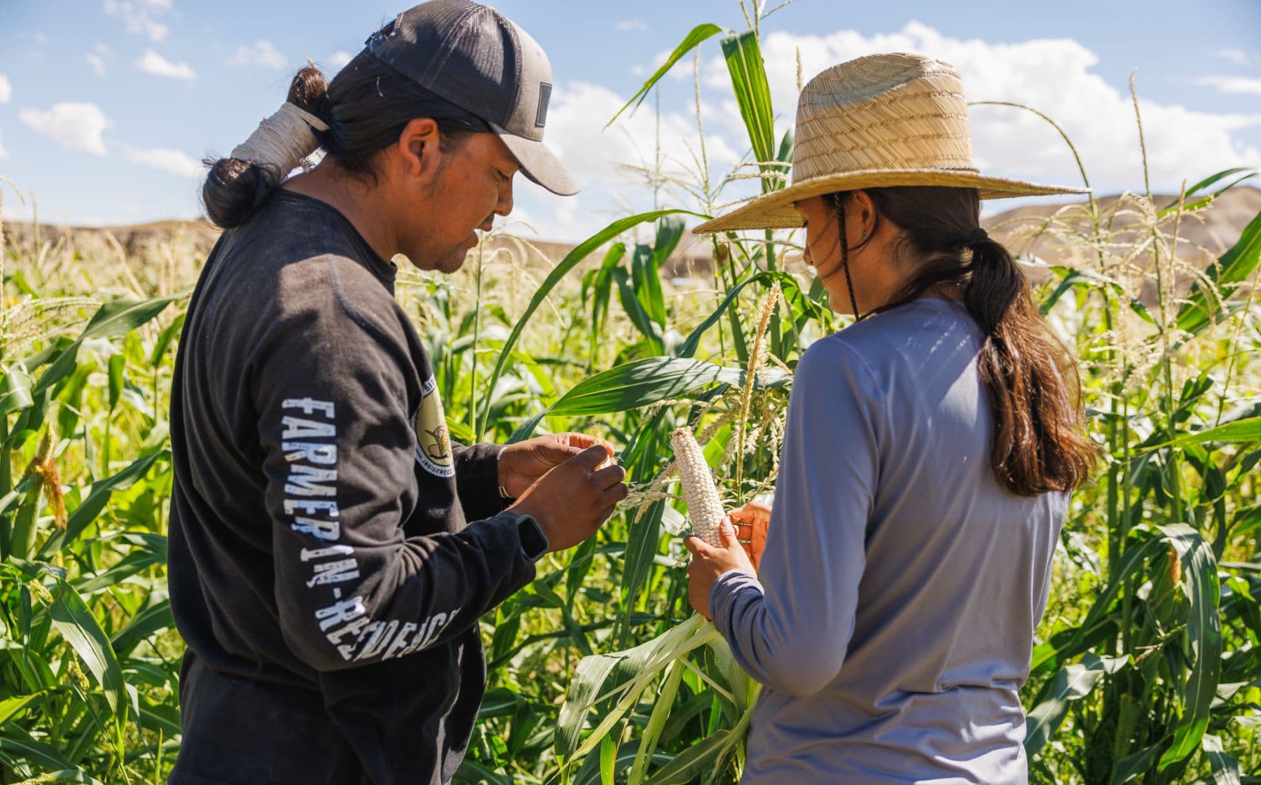 two farmers in a cornfield peeling back the husk on an ear of white corn
