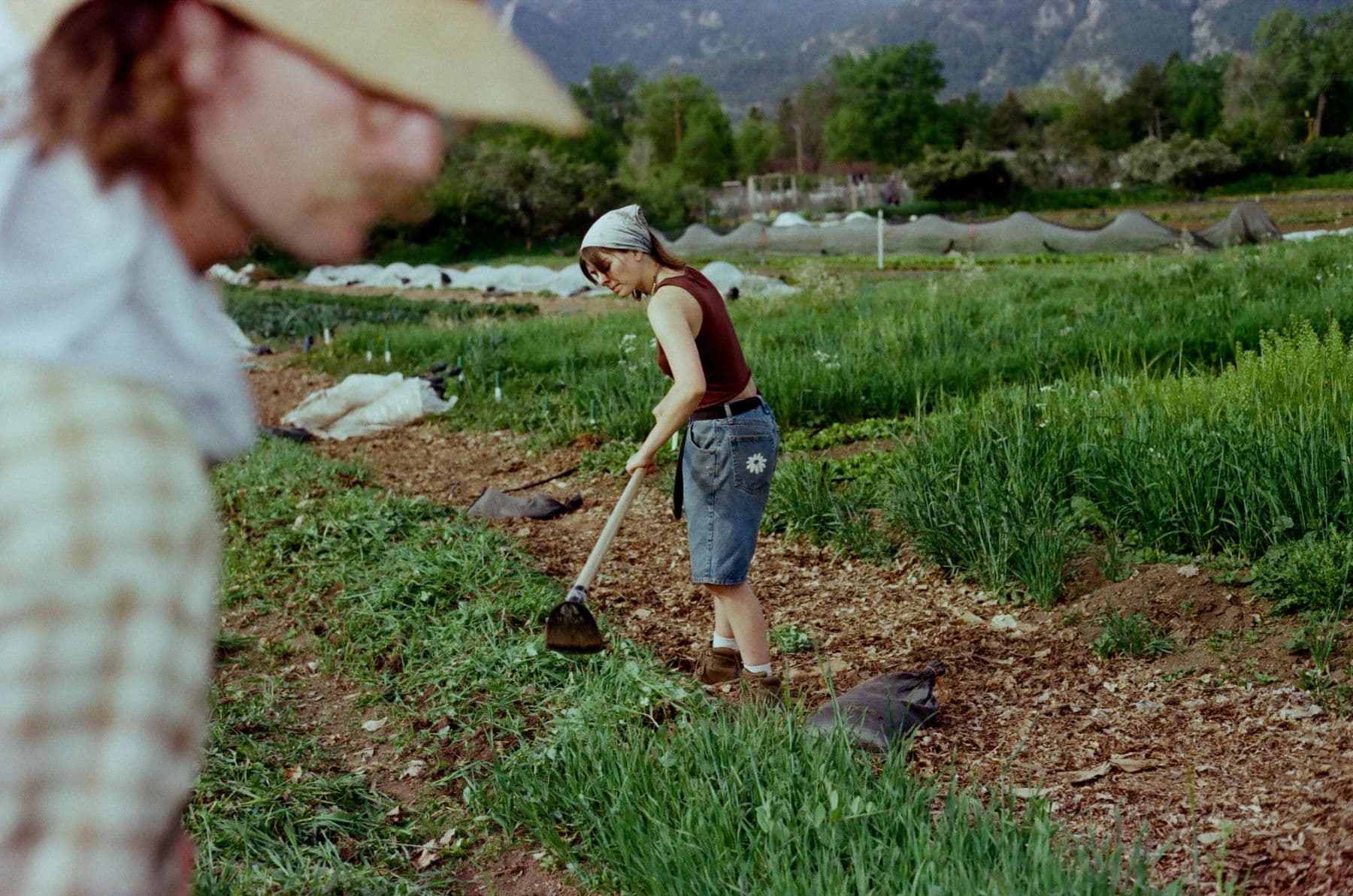 a grower working a bed with a hoe on a farm under the flatirons