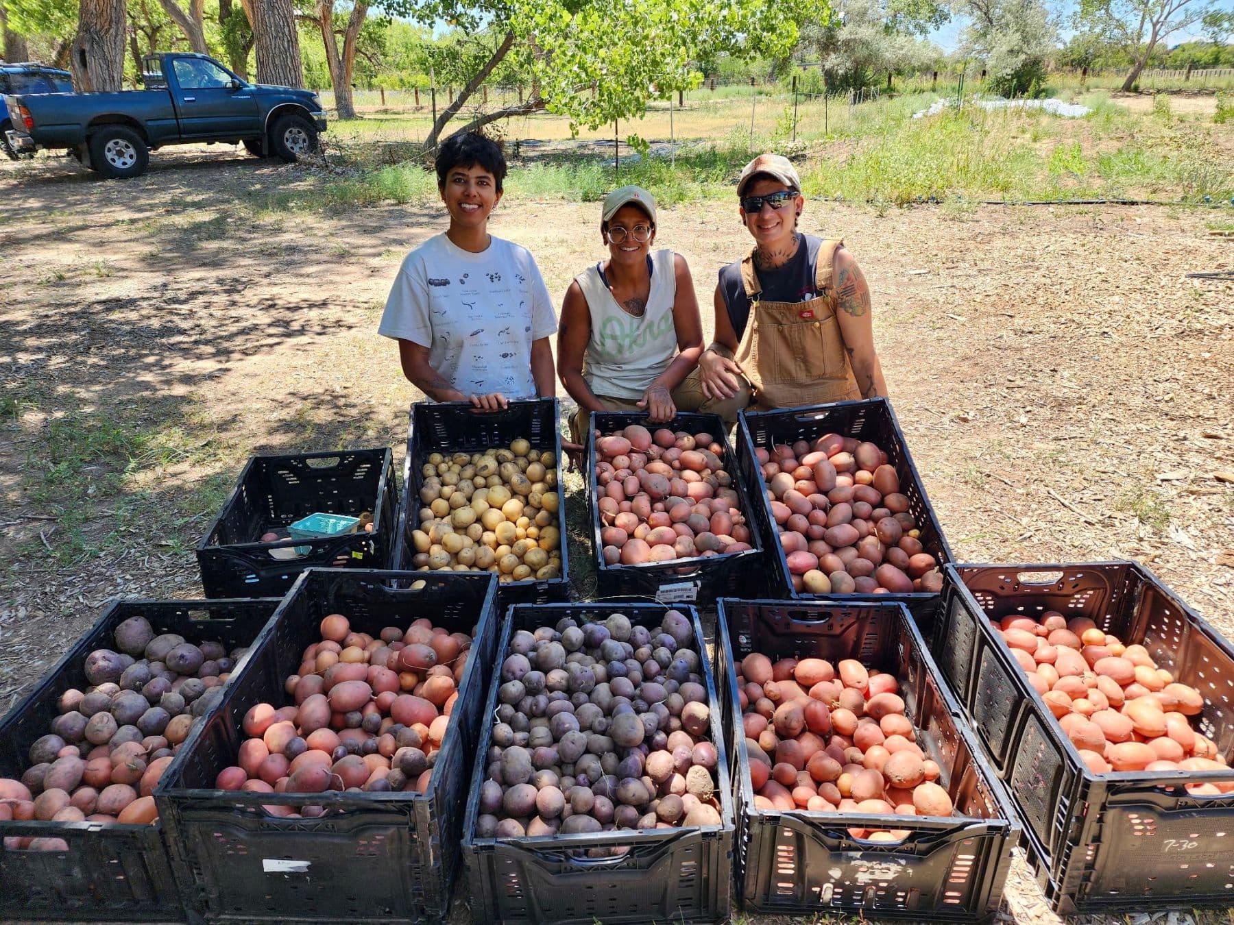 three growers kneeling behind crates of just-harvested potatoes in red, gold, and purple
